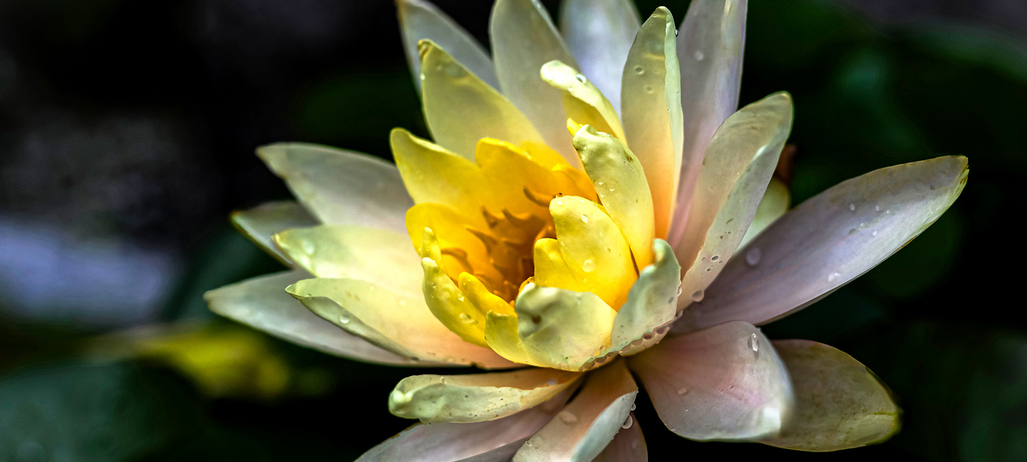 金胎寺の御朱印
